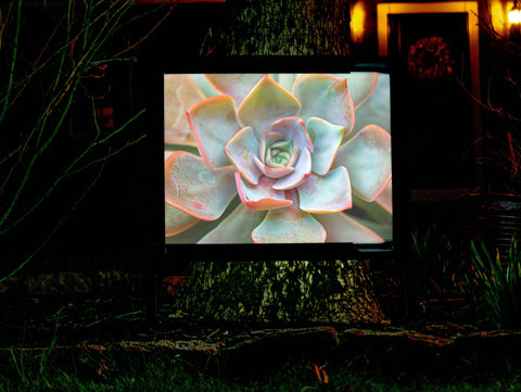 Colorful Succulent Cactus Yard Sign